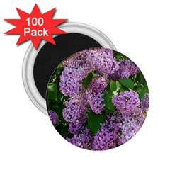 Lilacs 2 2 25  Magnets (100 Pack)  by dawnsiegler