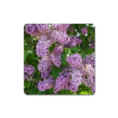 Lilacs 2 Square Magnet by dawnsiegler