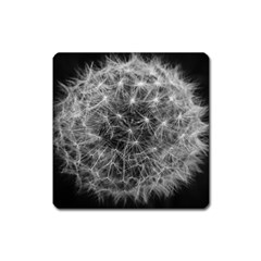 Dandelion Fibonacci Abstract Flower Square Magnet by Nexatart