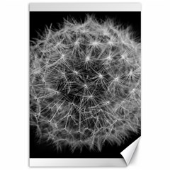 Dandelion Fibonacci Abstract Flower Canvas 12  X 18   by Nexatart