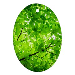 Green Wood The Leaves Twig Leaf Texture Ornament (oval) by Nexatart