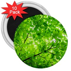 Green Wood The Leaves Twig Leaf Texture 3  Magnets (10 Pack)  by Nexatart