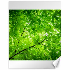 Green Wood The Leaves Twig Leaf Texture Canvas 18  X 24   by Nexatart