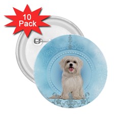 Cute Little Havanese Puppy 2 25  Buttons (10 Pack)  by FantasyWorld7