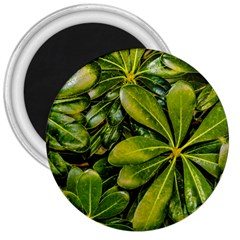 Top View Leaves 3  Magnets by dflcprints