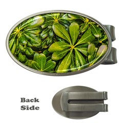 Top View Leaves Money Clips (oval)  by dflcprints