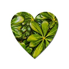 Top View Leaves Heart Magnet by dflcprints