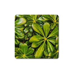 Top View Leaves Square Magnet by dflcprints