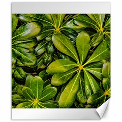 Top View Leaves Canvas 8  X 10  by dflcprints