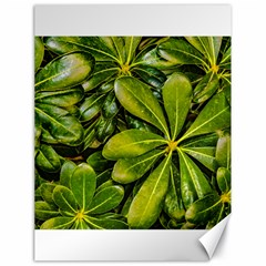 Top View Leaves Canvas 18  X 24   by dflcprints