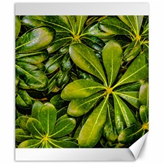 Top View Leaves Canvas 20  X 24   by dflcprints