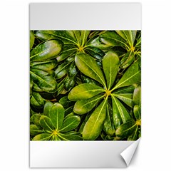 Top View Leaves Canvas 20  X 30   by dflcprints