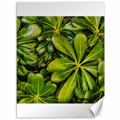 Top View Leaves Canvas 36  X 48   by dflcprints