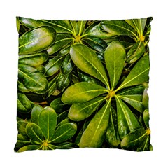 Top View Leaves Standard Cushion Case (one Side) by dflcprints