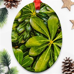 Top View Leaves Ornament (oval) by dflcprints