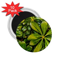 Top View Leaves 2 25  Magnets (10 Pack)  by dflcprints