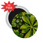 Top View Leaves 2.25  Magnets (10 pack)  Front