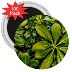 Top View Leaves 3  Magnets (100 Pack) by dflcprints