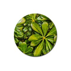 Top View Leaves Magnet 3  (round) by dflcprints