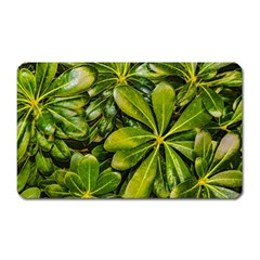 Top View Leaves Magnet (rectangular) by dflcprints