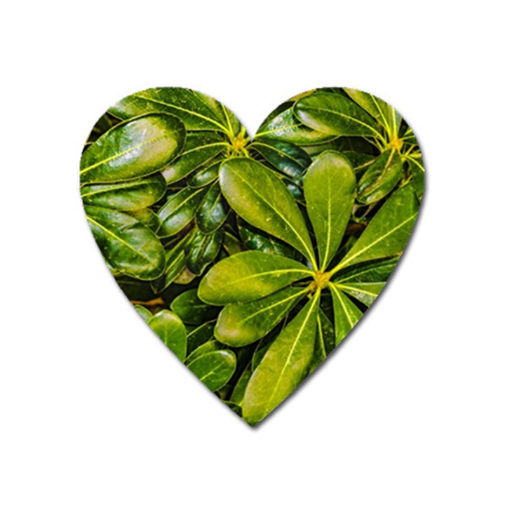 Top View Leaves Heart Magnet