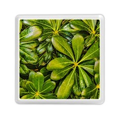 Top View Leaves Memory Card Reader (square)  by dflcprints