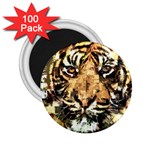 Tiger 1340039 2.25  Magnets (100 pack)  Front