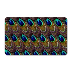 Peacock Feathers Bird Plumage Magnet (rectangular) by Nexatart