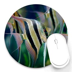 Angelfish 1 Round Mousepads by trendistuff