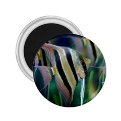 Angelfish 1 2 25  Magnets by trendistuff