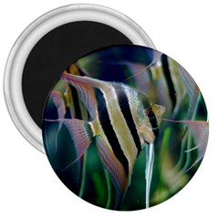 Angelfish 1 3  Magnets by trendistuff