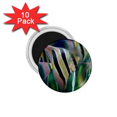 Angelfish 1 1 75  Magnets (10 Pack)  by trendistuff