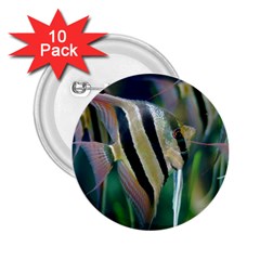 Angelfish 1 2 25  Buttons (10 Pack)  by trendistuff