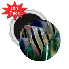 Angelfish 1 2 25  Magnets (100 Pack)  by trendistuff