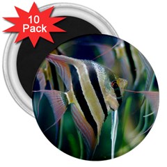 Angelfish 1 3  Magnets (10 Pack)  by trendistuff