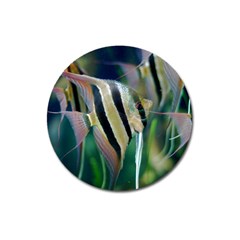 Angelfish 1 Magnet 3  (round) by trendistuff