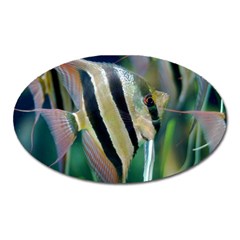 Angelfish 1 Oval Magnet by trendistuff