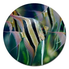 Angelfish 1 Magnet 5  (round) by trendistuff