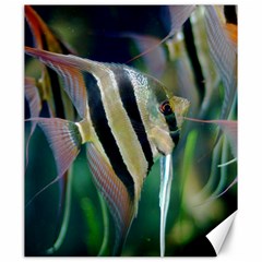 Angelfish 1 Canvas 20  X 24   by trendistuff