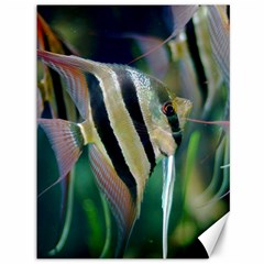 Angelfish 1 Canvas 36  X 48   by trendistuff