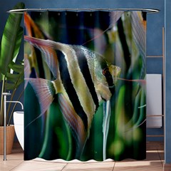 Angelfish 1 Shower Curtain 60  X 72  (medium)  by trendistuff