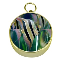 Angelfish 1 Gold Compasses by trendistuff