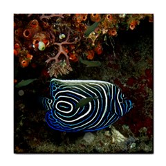 ANGELFISH 2 Tile Coasters