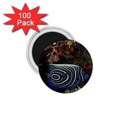 Angelfish 2 1 75  Magnets (100 Pack)  by trendistuff