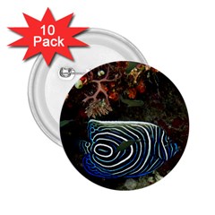 ANGELFISH 2 2.25  Buttons (10 pack) 