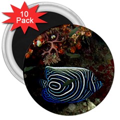 ANGELFISH 2 3  Magnets (10 pack) 