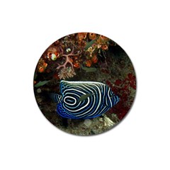 ANGELFISH 2 Magnet 3  (Round)