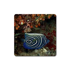 ANGELFISH 2 Square Magnet