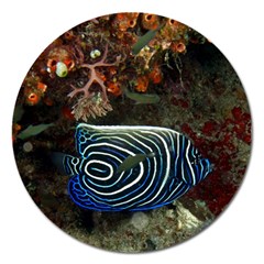 Angelfish 2 Magnet 5  (round) by trendistuff