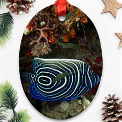 ANGELFISH 2 Oval Ornament (Two Sides)